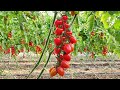 Soddisfazione settore midi-plum | Agricoltura Live Twitch 3/3/22