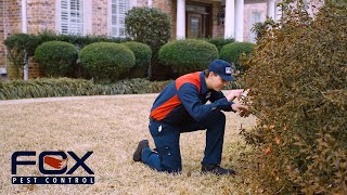 How To Get Rid Of Mosquitoes | Fox Pest Control