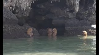 Ewok Like Troll Monkeys On Thai Island