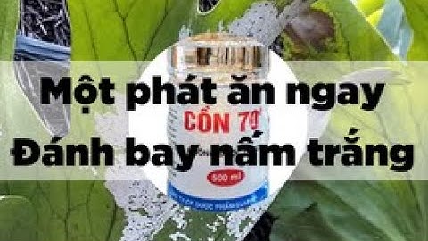 Cách trị nấm trắng trên cây ổ rồng (P2) và hướng dẫn phòng trị một số bệnh trên hoa lan.