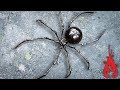 Blacksmithing - Making the mega spider