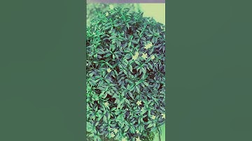 Serissa japonica|Snowrose|#shorts|#viral|