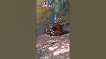 chim bìm bịp là khắc tinh của các loài rắn độc #fishing #shots #snake #shots #rancaplia