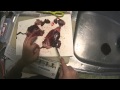 カモ猟part6　新米猟師のハンターライフ【散弾銃】