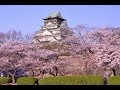 Japanese Cherry Blossoms - 10 facts