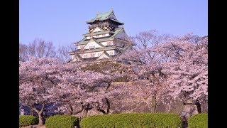 Japanese Cherry Blossoms  10 facts