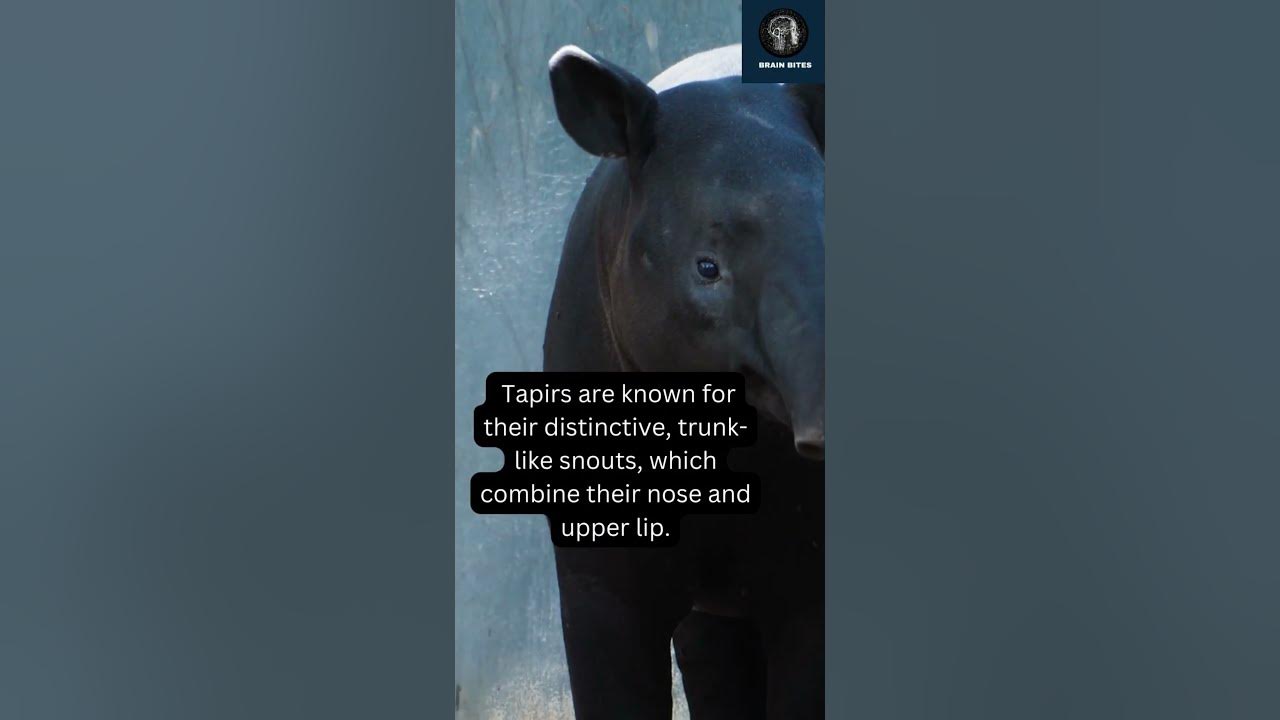 Tapirs: Endangered Living Fossils #shorts - YouTube