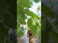 The Beach 🍃☀️🏖️ #slomo #slowmotion