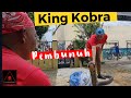 King Kobra pembunuh Reifan sudah terkondisi di rumah @suwapetualang