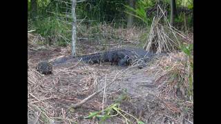 An alligator in FL begins to build her nest