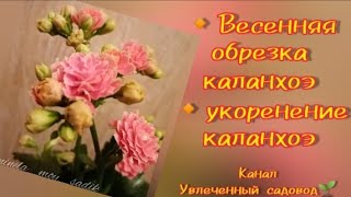видео: Каланхое отцвело. Что дальше? Укоренение каланхое. картинка: Каланхое отцвело. Что дальше? Укоренение каланхое.