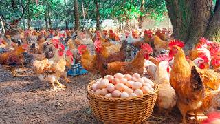 Raising Organic Chickens from Chick to Egg Laying