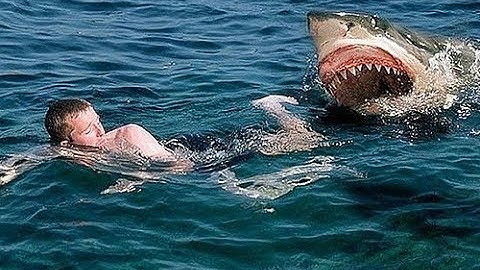 Top 5 cảnh cá mập tấn công được camera ghi lại.