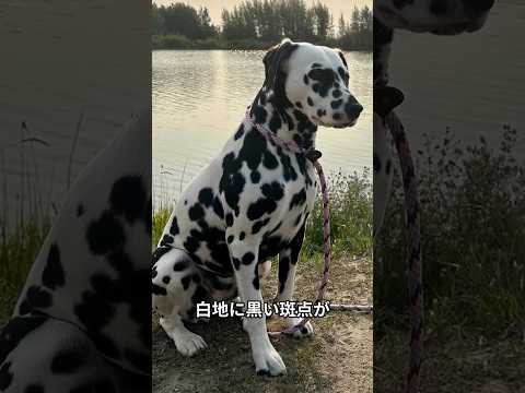 ダルメシアンの魅力 #shorts #可愛い犬 #動物