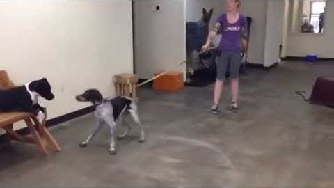 Otto the Crazy German Shorthair Pointer Learns How to Politely Walk On a Leash!