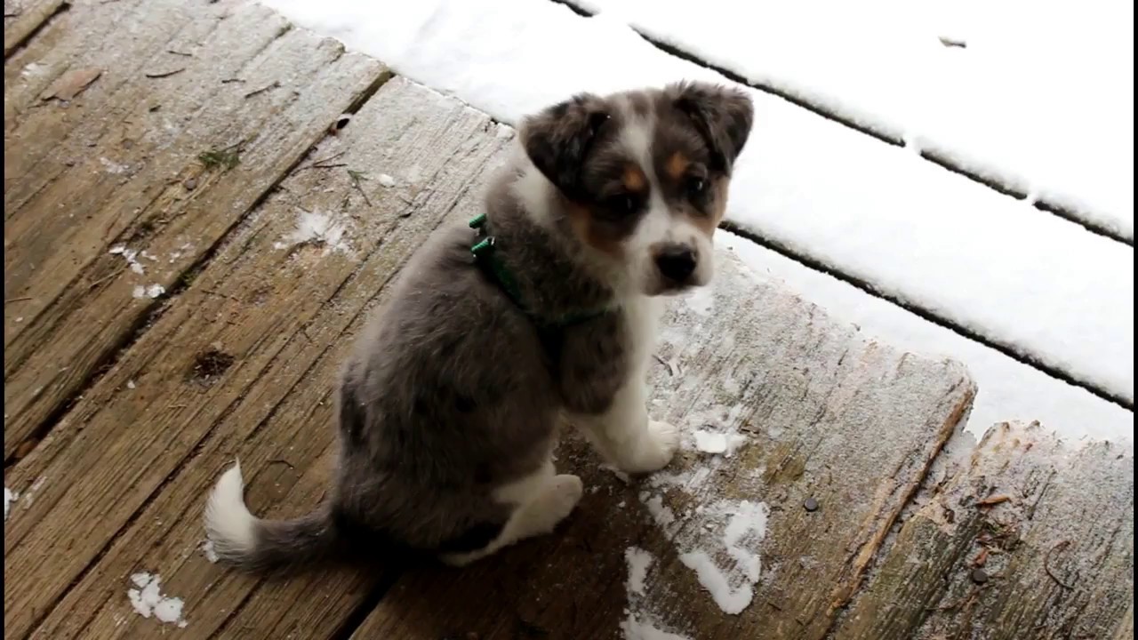 Husky Australian Shepard Mix Obg Youtube