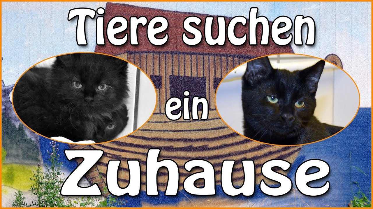 Hokus, Pokus, Fidibus dreimal schwarzer Kater YouTube
