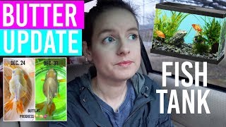 Update: My Fish Butter & Buying A New Fish Tank