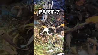 unique fish food part-7 #trending #fish #shorts #viral