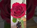 HAPPY ROSE DAY || VALENTINES DAY 2026 || GULAB || RED ROSE || VALENTINE DAY GIFT