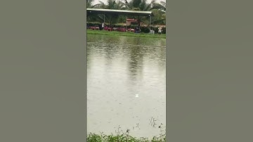 #Shorts Báo cá tra, chim năm 2024 clip 69 - Hồ Câu Vườn Dừa ấp Ngã Tư, xã Nhuận Đức, Củ Chi, HCM