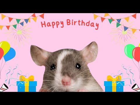 Solo Birthday Stream because Metal is PooPoo (30yo now a boomer) - Solo Birthday Stream because Metal is PooPoo (30yo now a boomer)