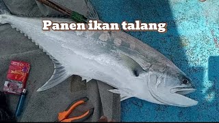 Gacor,,,!!! Panen ikan talang bersama KM Merry jaya, tanjung kait 