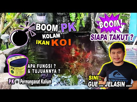 BOM PK (Permanganat Kalium) DI Kolam Ikan Koi | Siapa Takut?