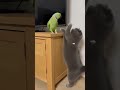 Parrot vs Cat: Who’s the Real Boss? 🦜😼