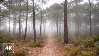 4K Mindful Walking | Mystical Pine Forest in Portugal | Deep Relaxation &amp; Focus 🚶‍♂️