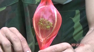 Bảo vệ hạt sâm giống || Phiên chợ sâm Ngọc Linh