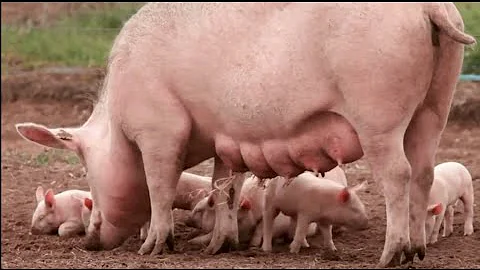 Cosa dice la Bibbia sulla carne di maiale?