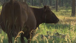 La Semaine Verte Des Bovins Pour Prévenir Les Feux De Forêt