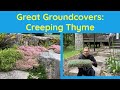 Great groundcovers creeping thyme thymus serpyllum