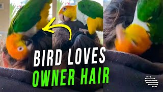 Bird Loves Owner Hair and Can’t Resist Rubbing Itself Against It