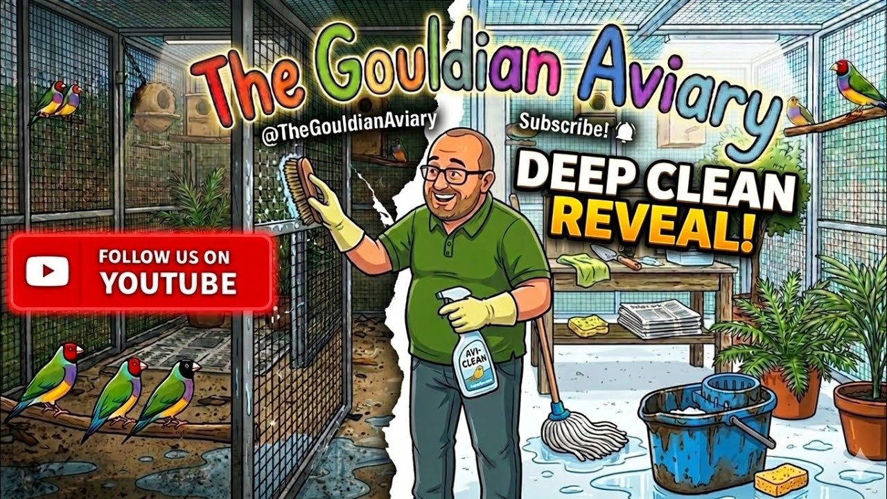 FROM SHABBY TO CHIC THE DEEP CLEAN #gouldianfinch #parrotfinch #aviarylife #birdroom 