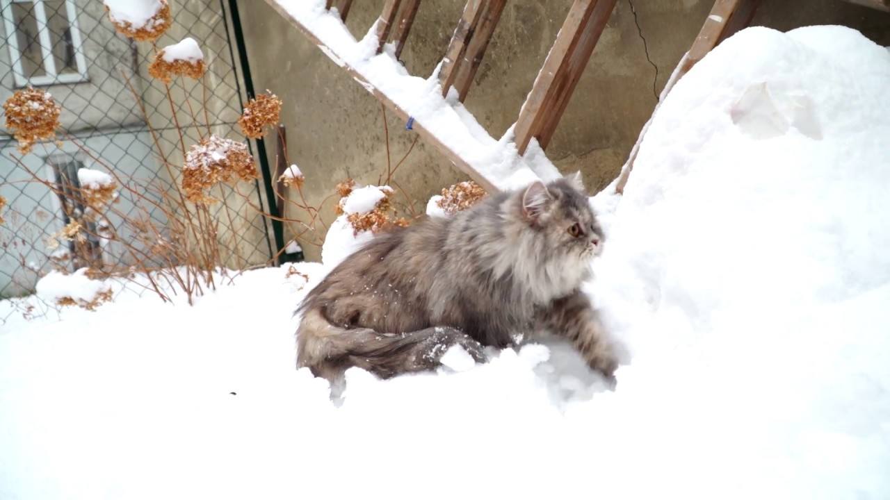 Katze Das Erste Mal Im Schnee