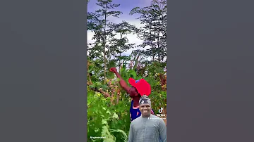ADAMU RARARA DAUDA KAHUTU RARARA Izzarso Daudakahuturarara Farming Szariahausa Nigerianmusic 