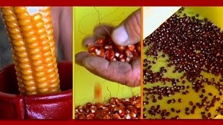 Storing and Planting Heirloom Corn