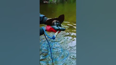 मैंने नदी में चुम्बक मछली पकड़ने का प्रयास किया। 😃#magnetism #magnet #viralvideo #fishing