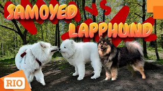 Meeting of two Samoyed Dogs VS Finnish Lapphund Dog