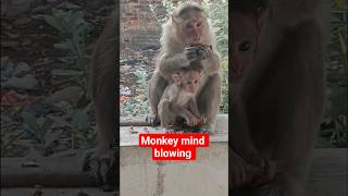 #monkey mindset ADK family vlog ♥️ ❤️ 💖 💕