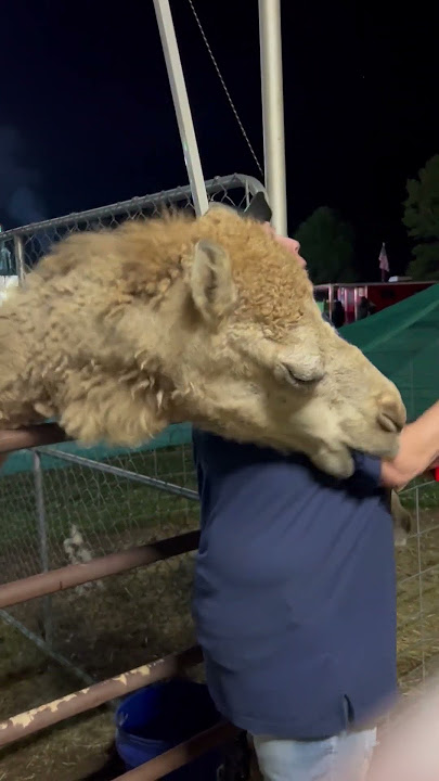 Hungry Camel Bites Lady's Arm - 1505908