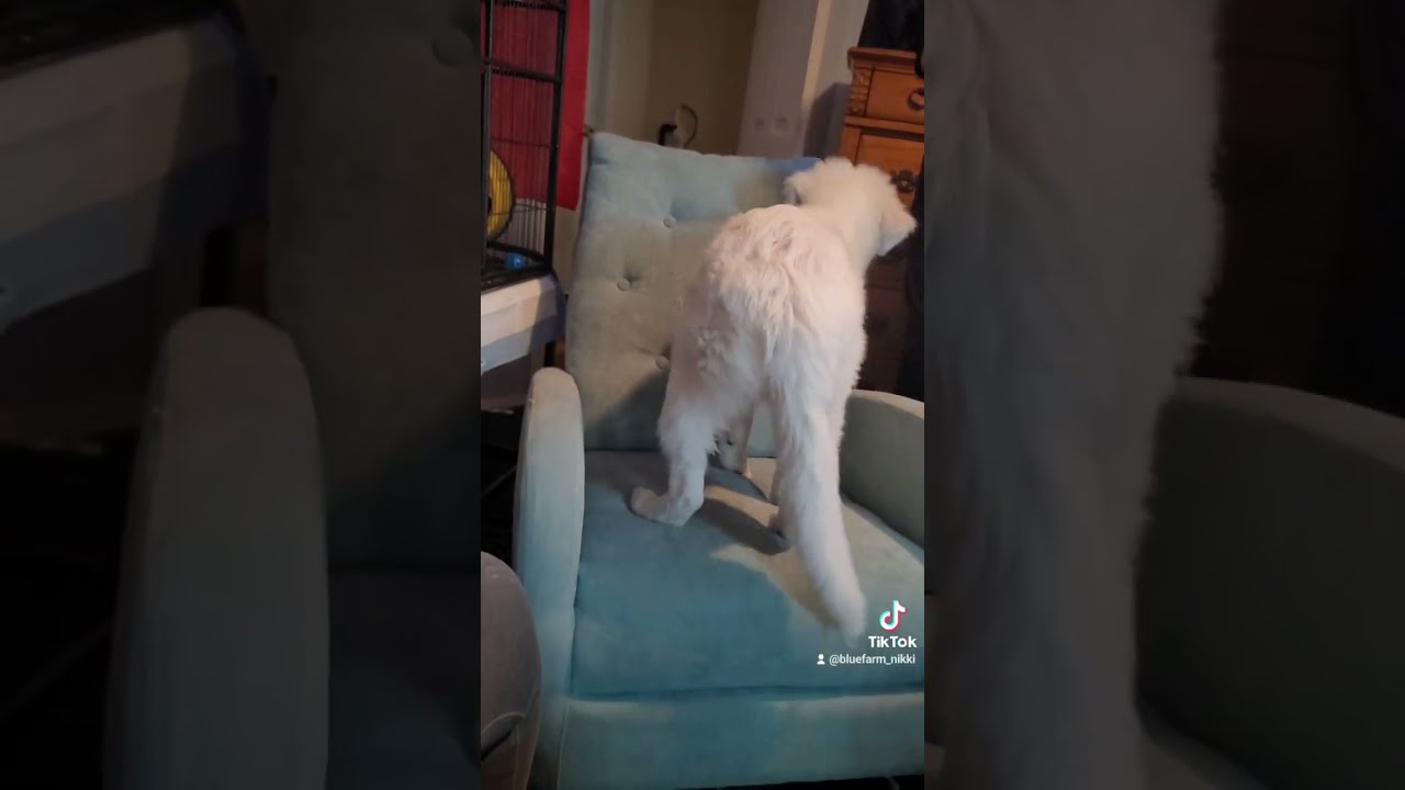 Move Your Feet Lose Seat Bitches Funny Adulting Dog Dogs Dogshorts