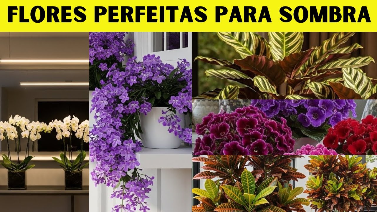17 PLANTAS COM FLORES PARA AMBIENTES SOMBREADOS OU INTERNOS