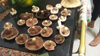 Tips for identifying and drying Agaricus campestris and Macrolepiota procera