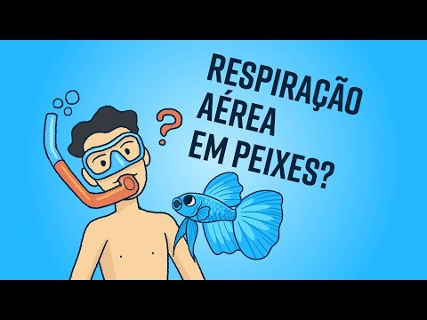 Como alguns peixes conseguem respirar fora d'água?