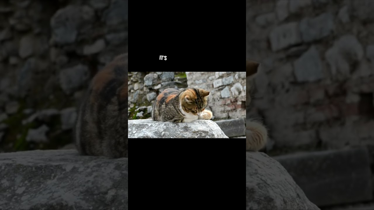 Ghost in the mirror… fight begins 👻🐾