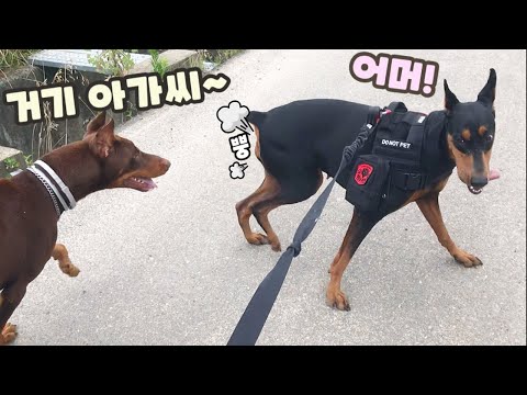 동갑 남자 보고 자기도 여자라고 튕기는 강아지ㅋㅋ (바보 리치)