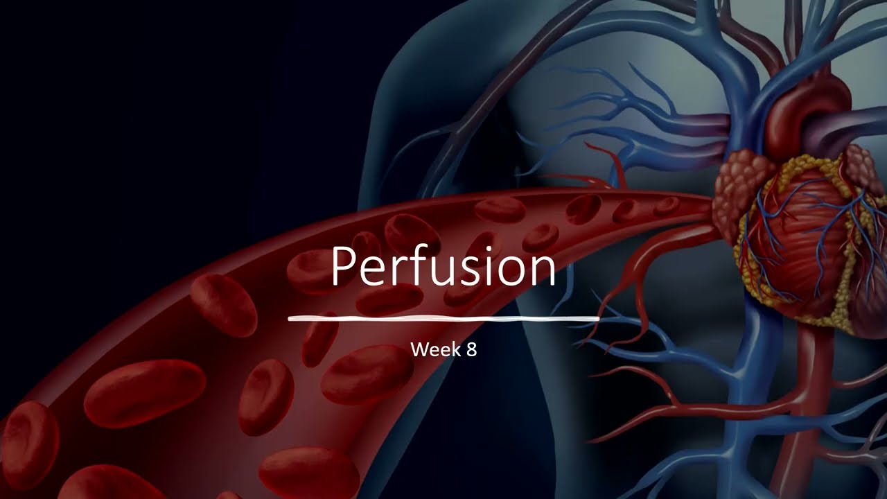 Perfusion Week 8